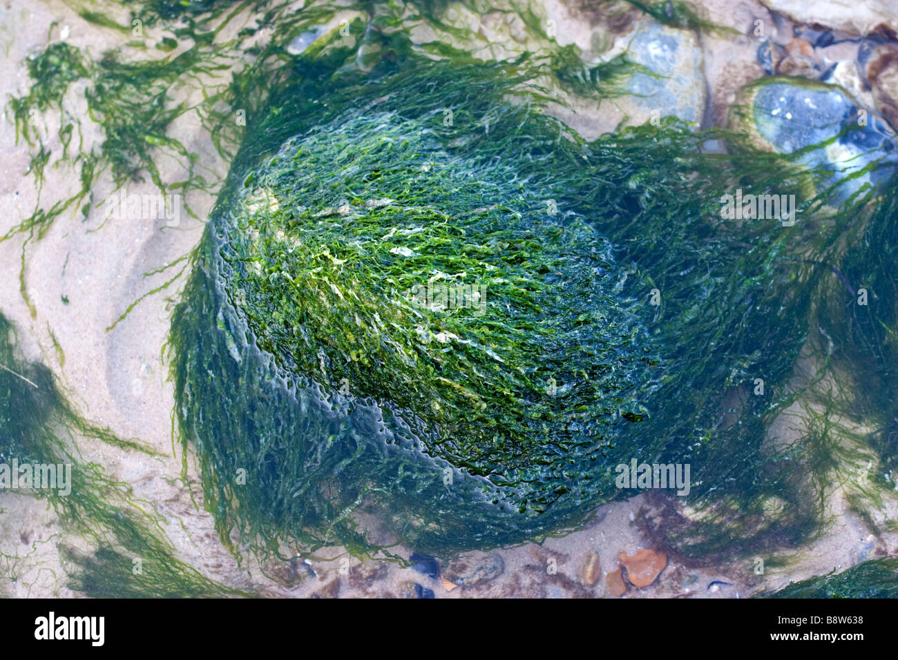 stone with seaweed Stock Photo Alamy