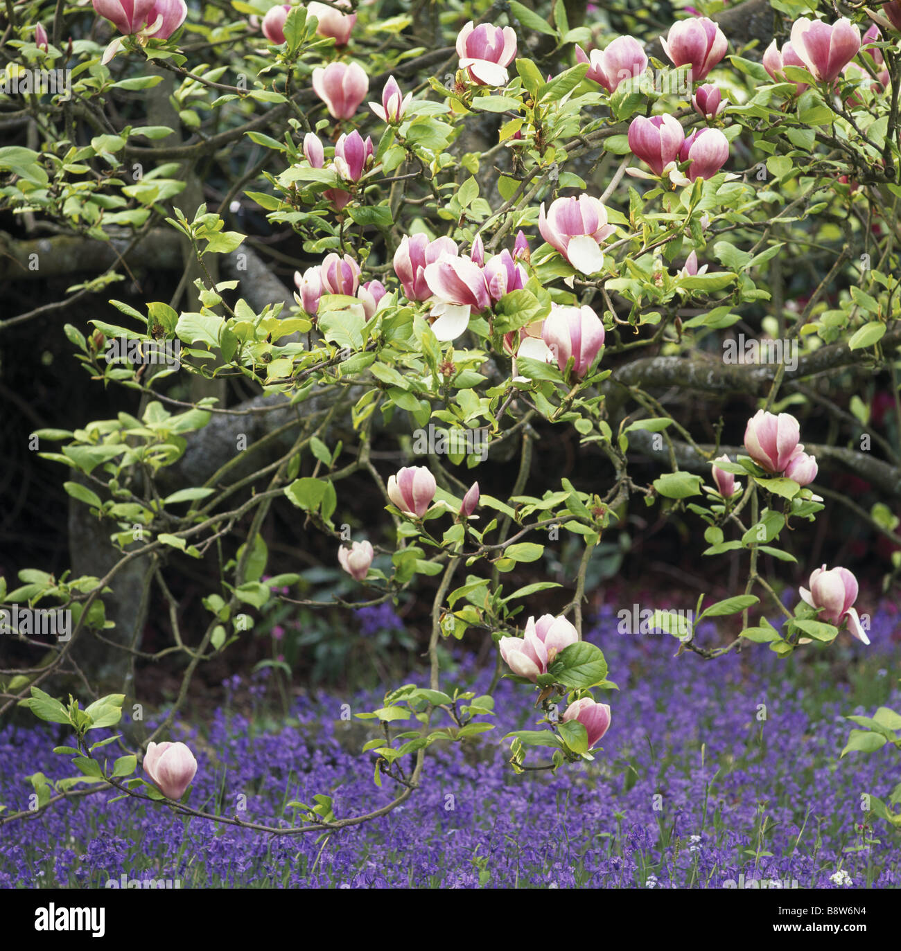 Chirk castle spring hi-res stock photography and images - Alamy