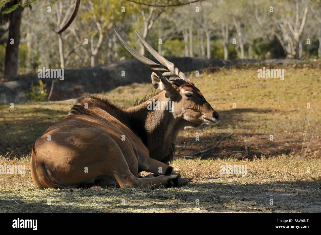 Giant Eland antelope. Stock Photo