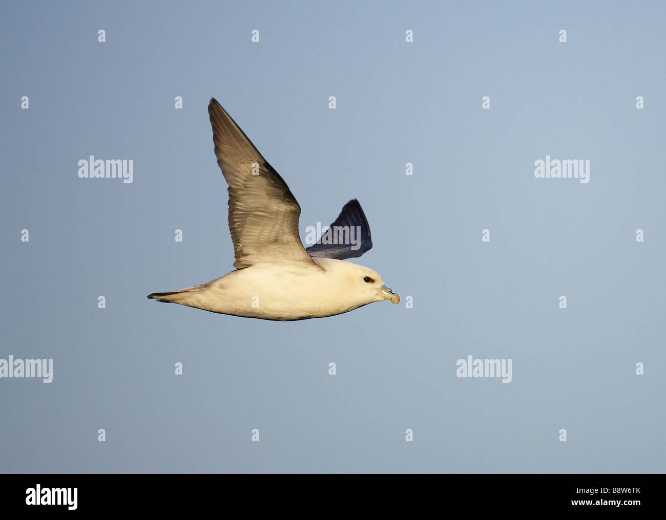 Fulmar (Fulmarus glacialis), adult in flight Stock Photo