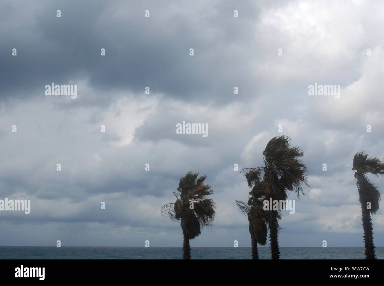 Israel Jaffa a stormy day at the beach palm trees blowing in the wind Stock Photo