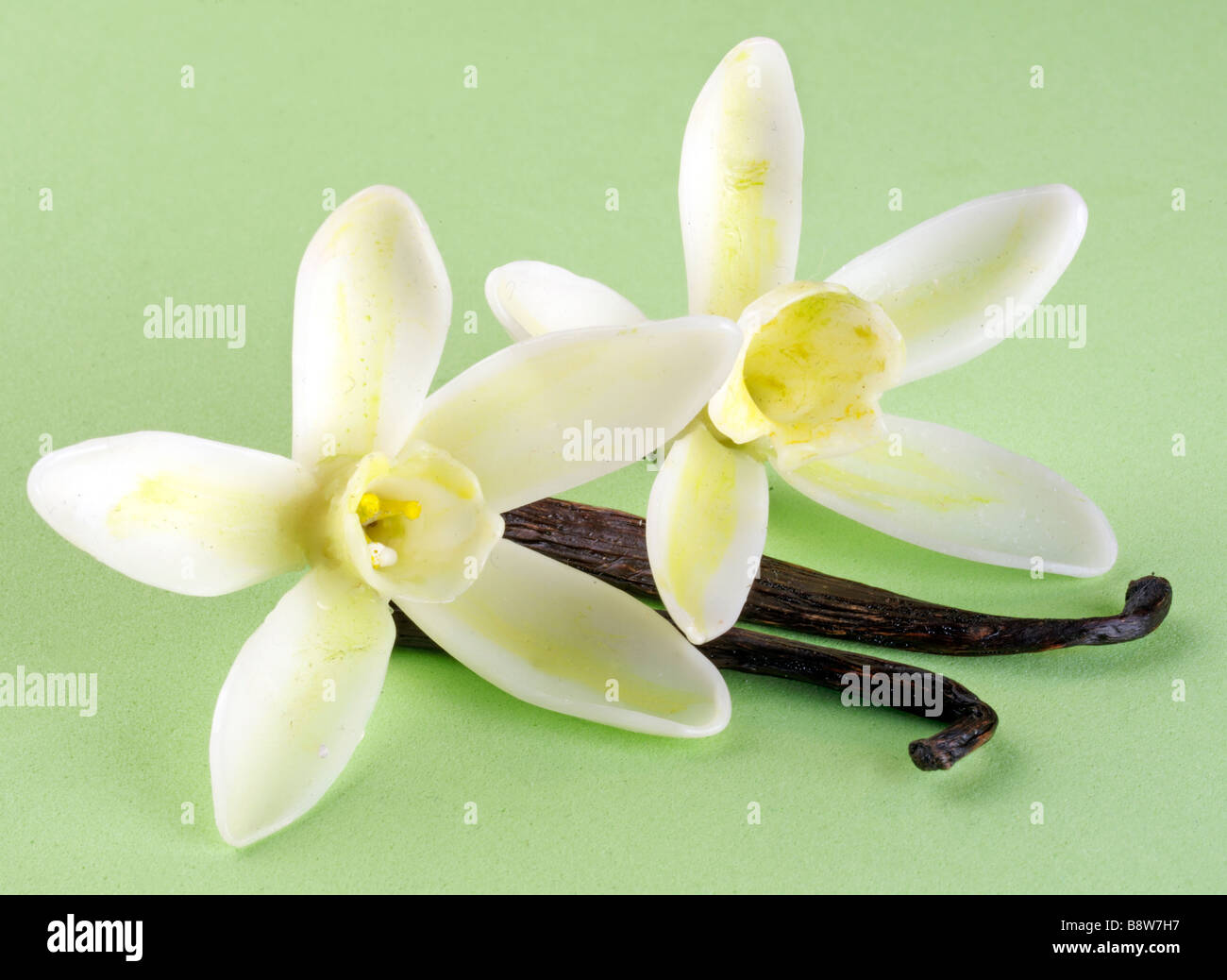 VANILLA FLOWERS WITH PODS Stock Photo Alamy