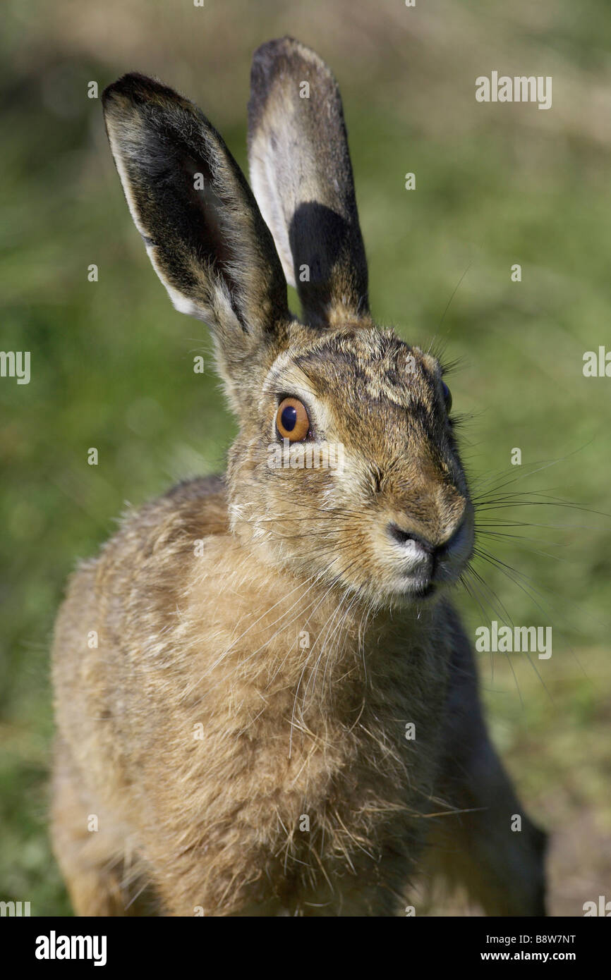 Brown Hare (Lepus capensis, Lepus europaeus), close-up portrait Stock Photo