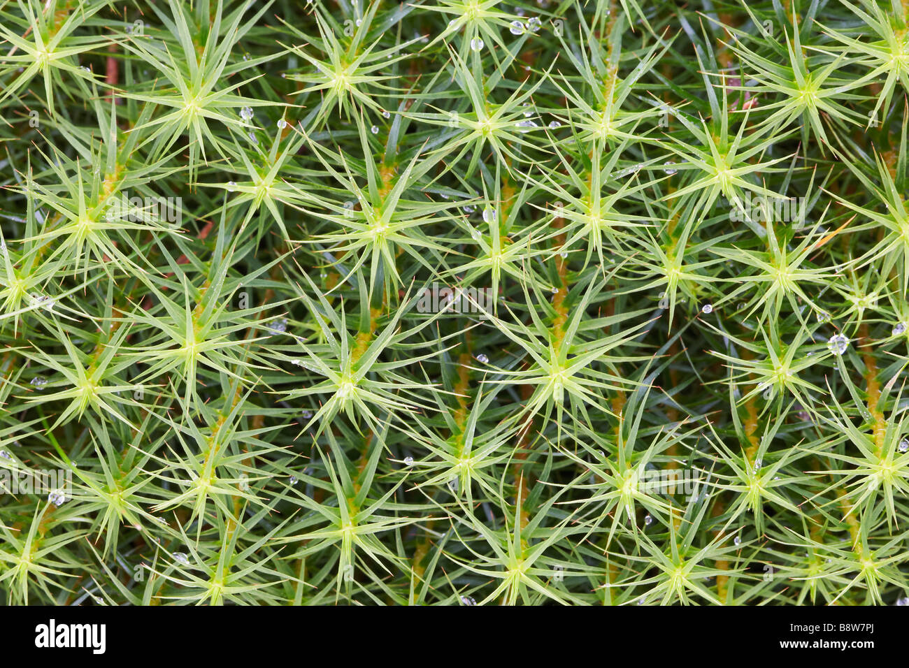 Star Moss (Tortula ruralis) seen from above Stock Photo
