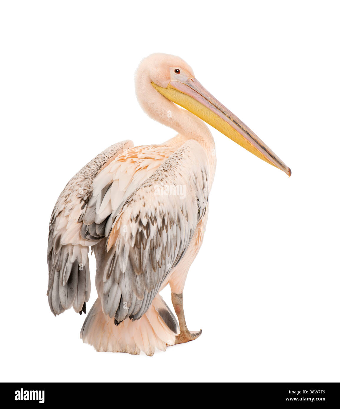 White Pelican Pelecanus onocrotalus 18 months in front of a white background Stock Photo