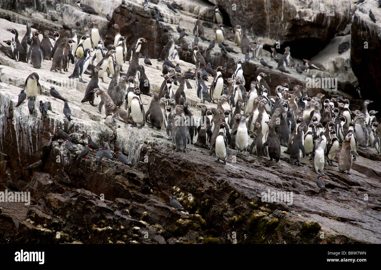 A Colony of Humboldt Penguins Spheniscus humboldti, and Inca Terns, Larosterna inca, San Lorenzo Island, Callao Islands, Lima Stock Photo