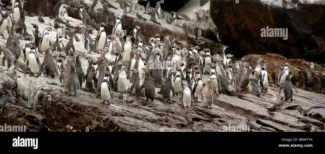 A Colony of Humboldt Penguins Spheniscus humboldti, and Inca Terns, Larosterna inca, San Lorenzo Island, Callao Islands, Lima Stock Photo