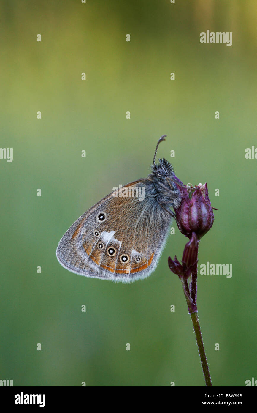 Butterfly on Marsh Cinquefoil Stock Photo