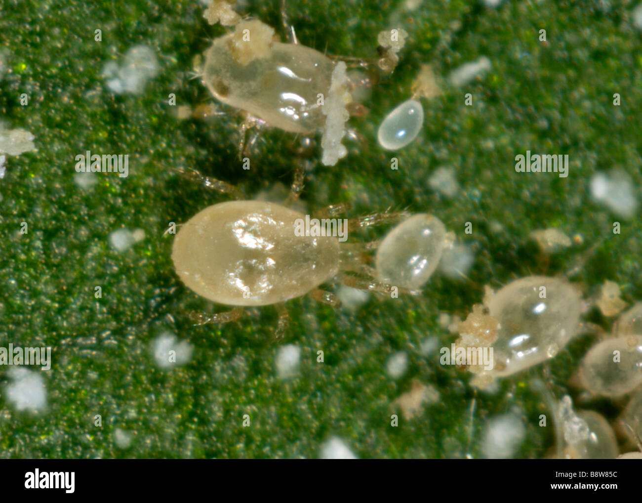 A predatory mite Amblyseius swirskii attacking a food mite Carpophagus sp  Stock Photo - Alamy
