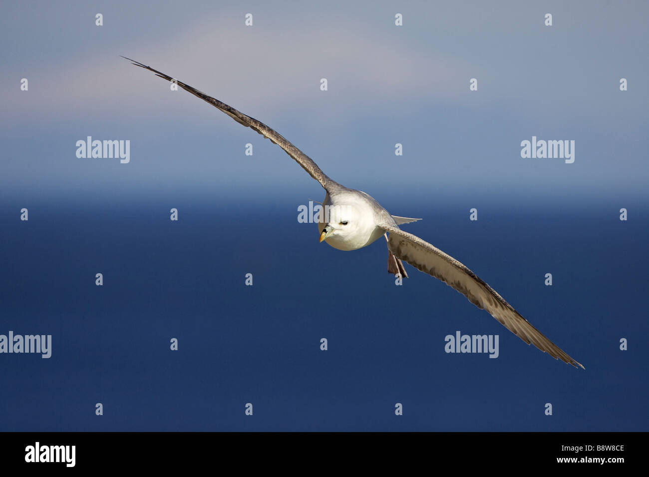 Northern fulmar Fulmarus glacialis adult in flight Scotland Fulmarus glacialis adult in flight Stock Photo