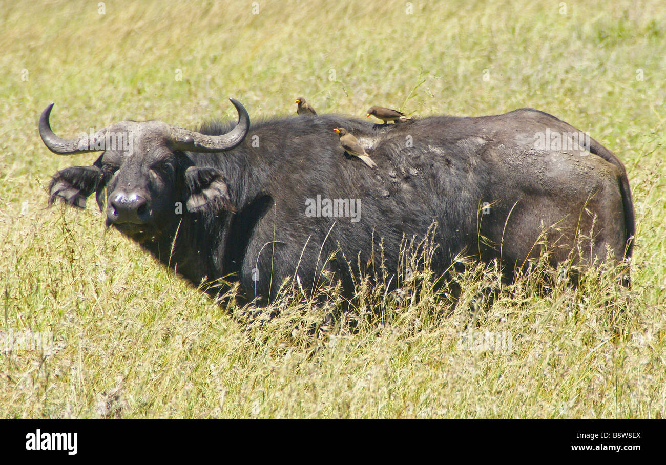 Africa Tanzania Ngorongoro National Park African Buffalo AKA Cape Buffalo Syncerus caffer Stock Photo