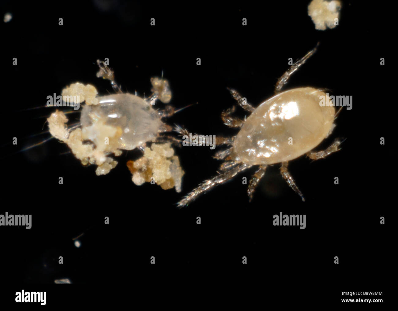 A predatory mite Amblyseius swirskii attacking a food mite Carpophagus sp  Stock Photo - Alamy