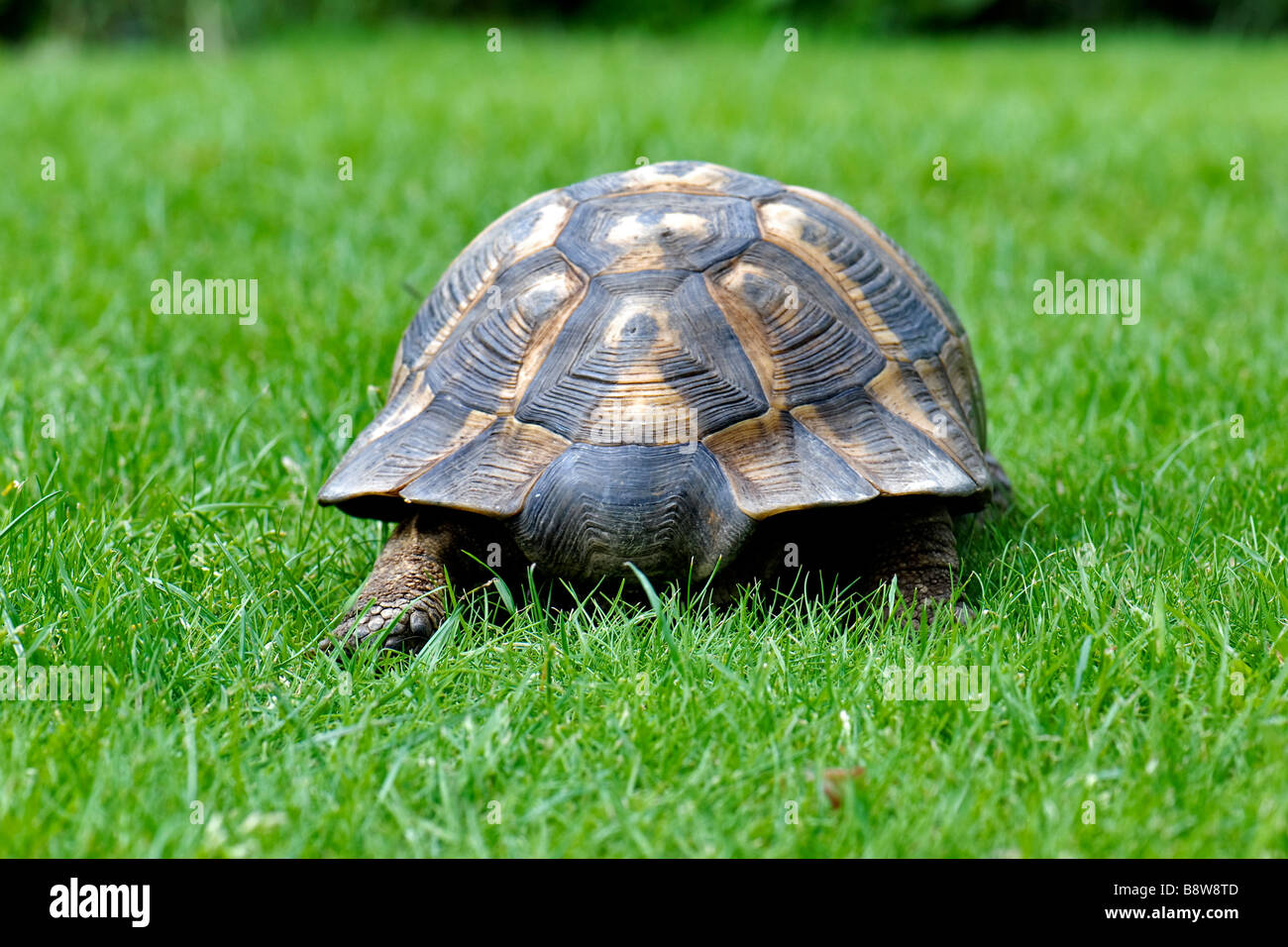 Back view of single pet tortoise walking in garden on grass on a bright