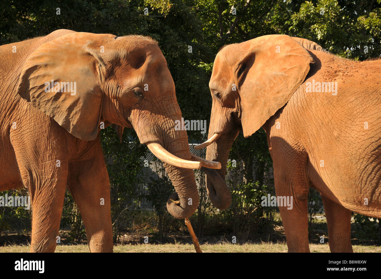 Two captive  African elephants covered with red clay. Stock Photo