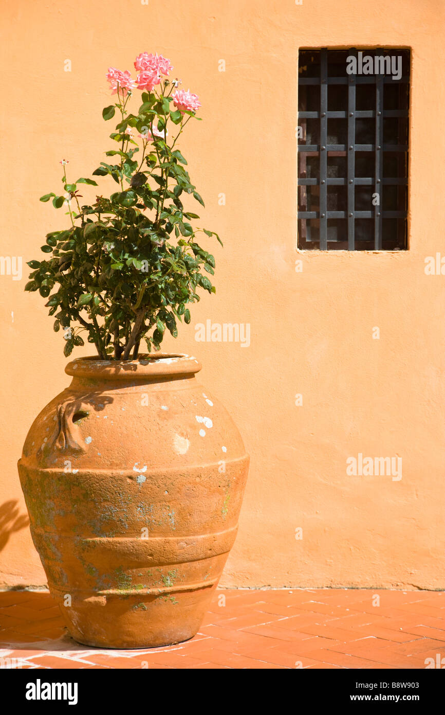 Rose bush & urn at Il Pozzo, nr Fiano, Chianti, Tuscany, Italy Stock Photo