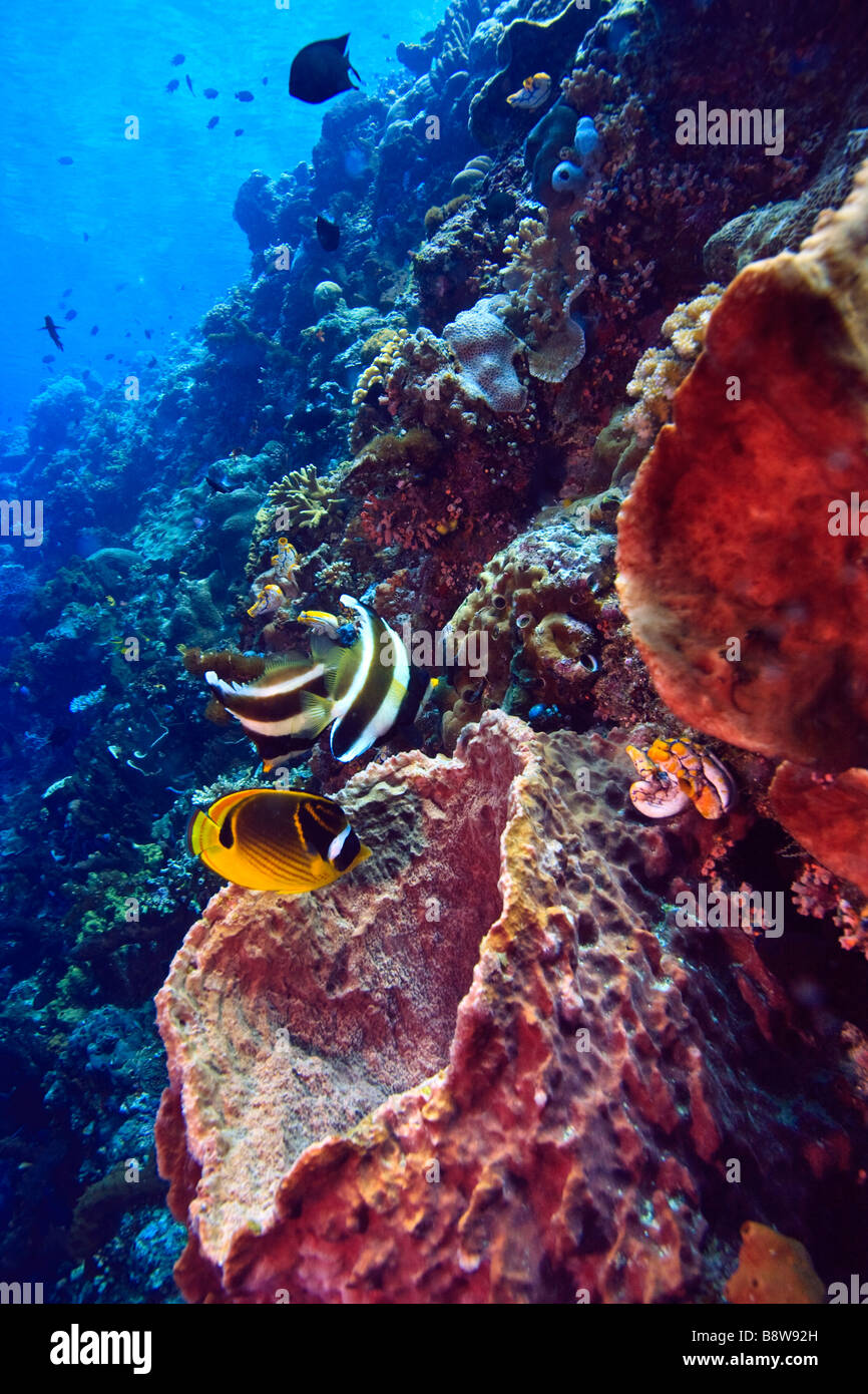 Large barrel sponges with feeding butterfly fish on wall off Bunaken island Stock Photo