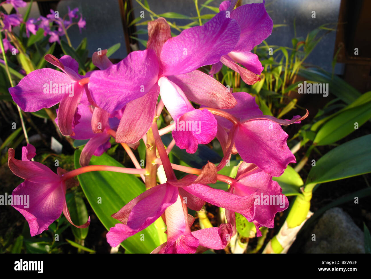 Orchid Cattleya Porcia Stock Photo