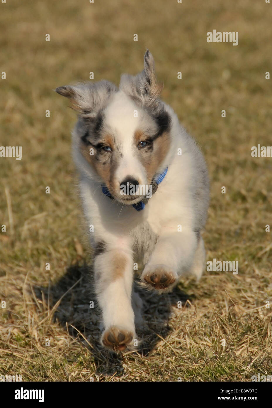 Sheltie puppy running Stock Photo - Alamy