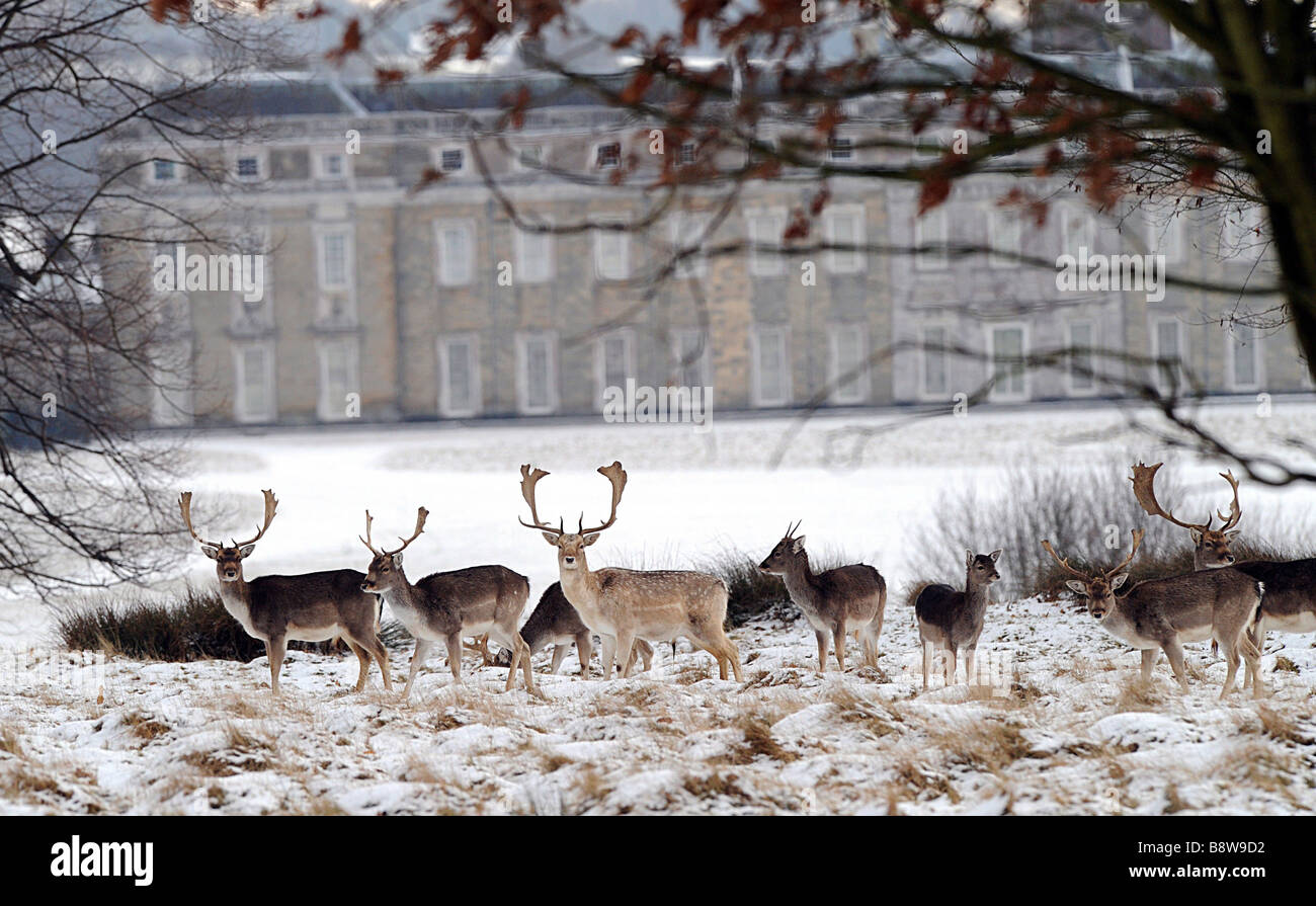 Fallow deer seen here in s snowy 283 hectare 700 acre of the deer park at Petworth House in Surrey Stock Photo