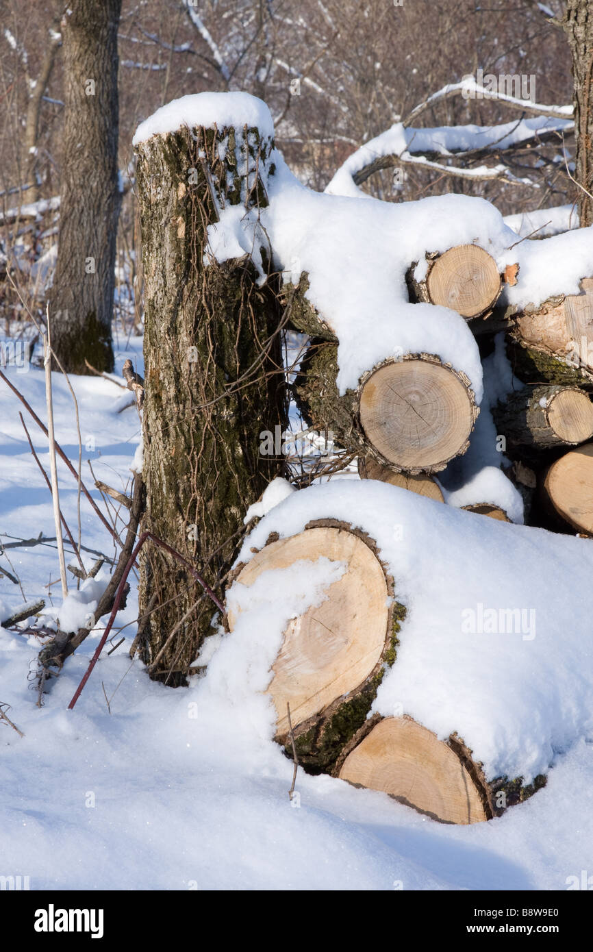 Stacked firewood covered with snow Stock Photo