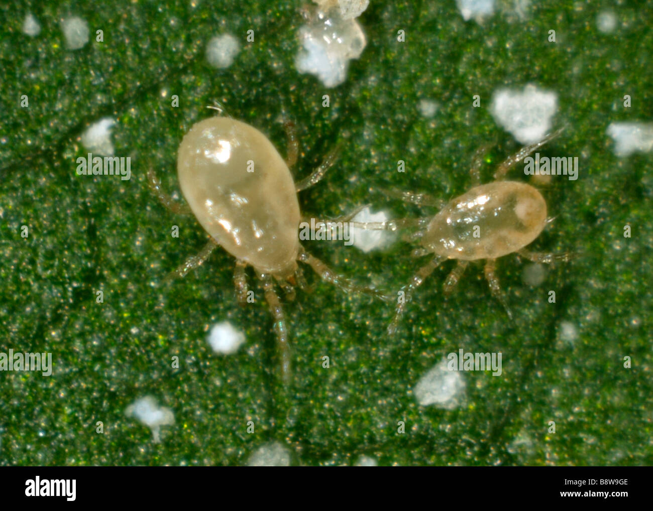 A predatory mite Amblyseius swirskii adult and nymph on a leaf Stock Photo