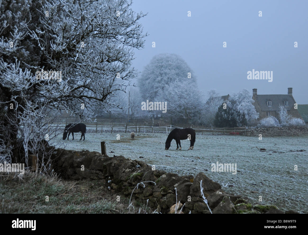 Cotswold landscape with farmhouse and animals with heavy frost Stock Photo