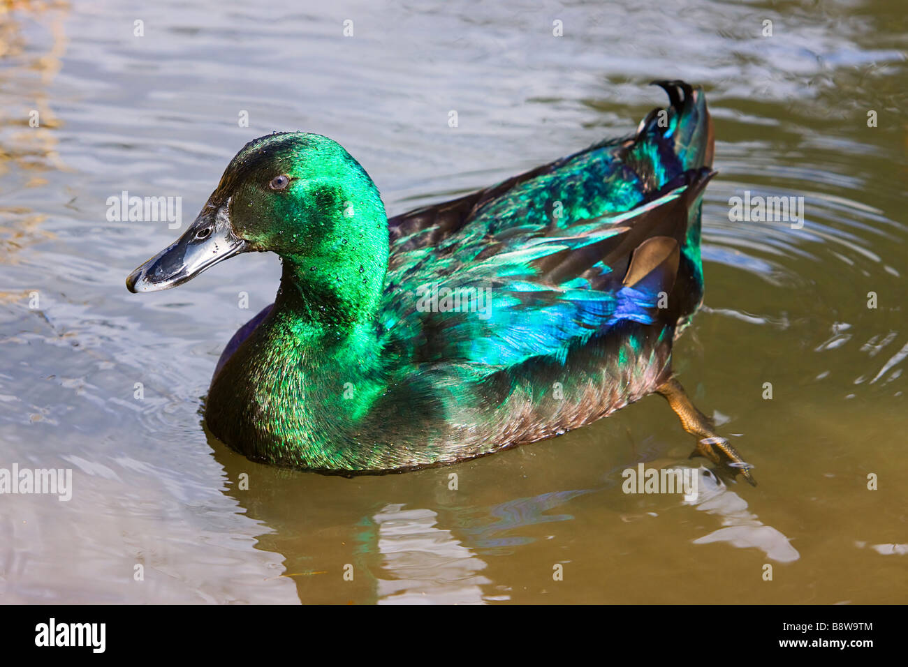 Cayuga Duck 2 Stock Photo