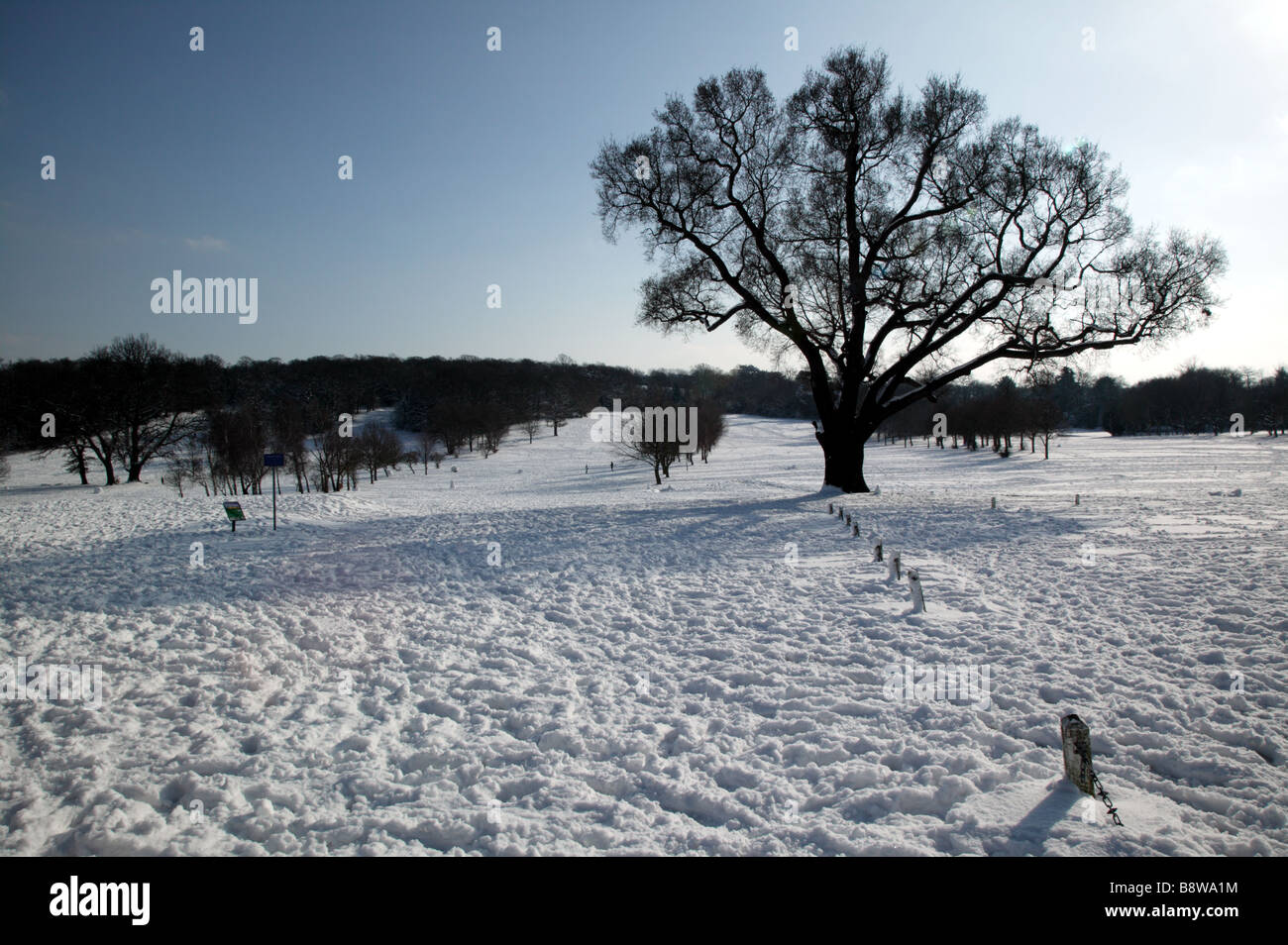 Turkey Oak in Beckenham Place Park during the London Snow Event in early February Stock Photo