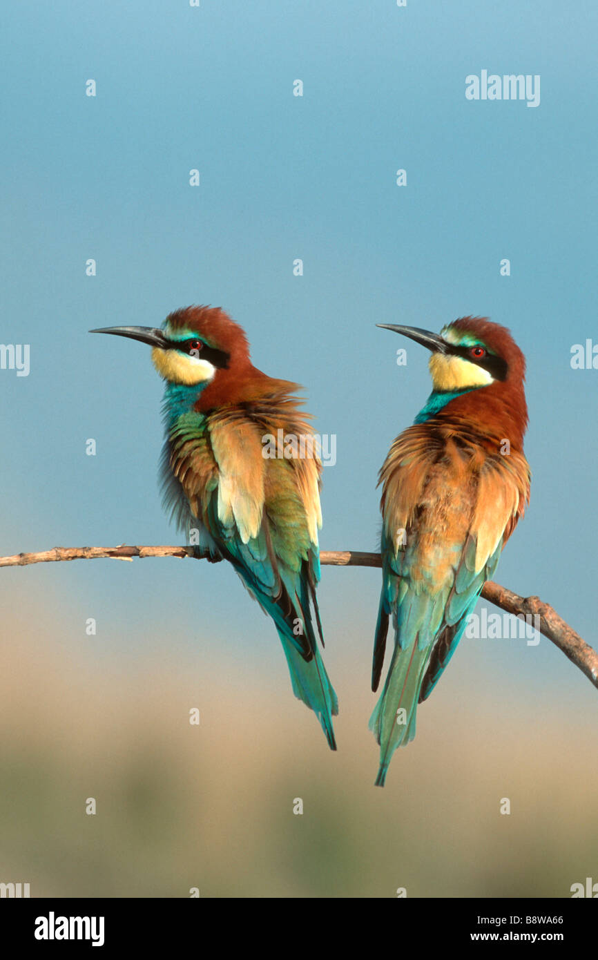 European Bee-eater (Merops apiaster), pair perched on small twig Stock Photo