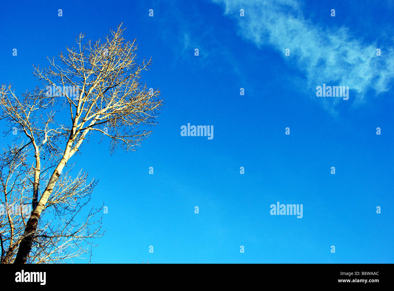 Cottonwood tree winter hires stock photography and images Alamy