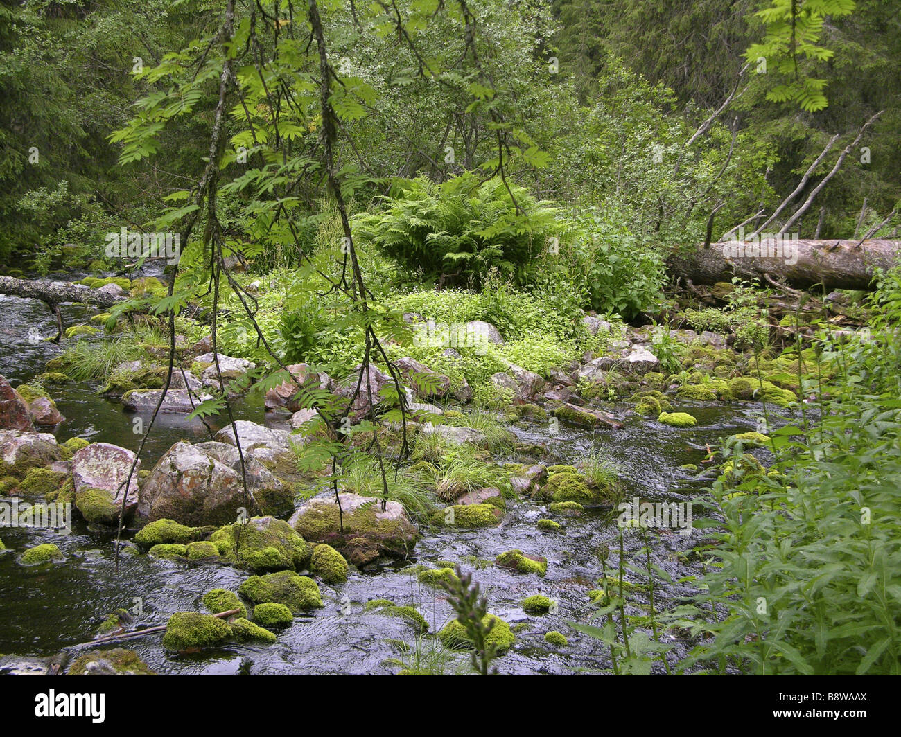 near-natural, rapid streaming creek, Germany Stock Photo