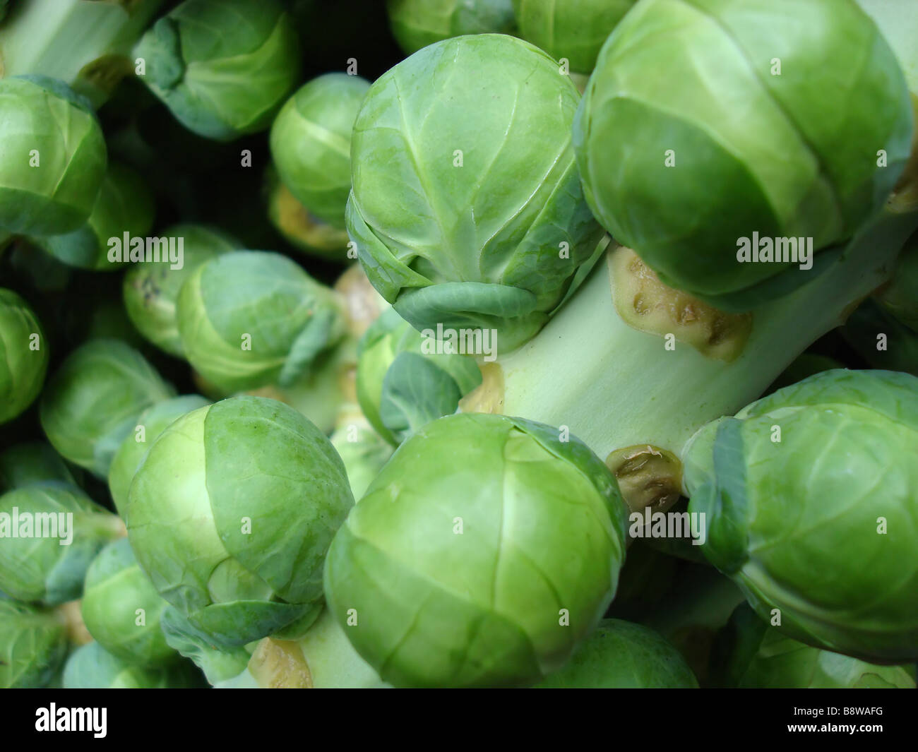 Vine brussel sprouts hi-res stock photography and images - Alamy