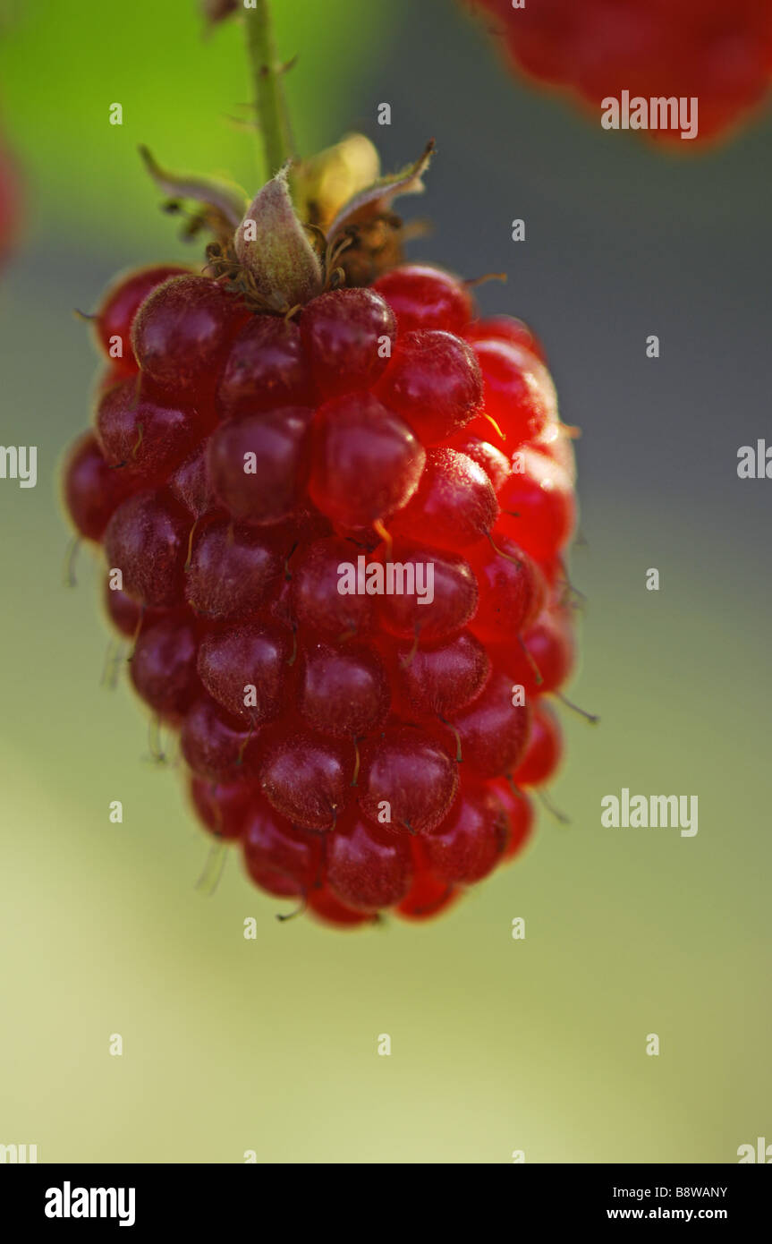 Boysenberry growing hires stock photography and images Alamy