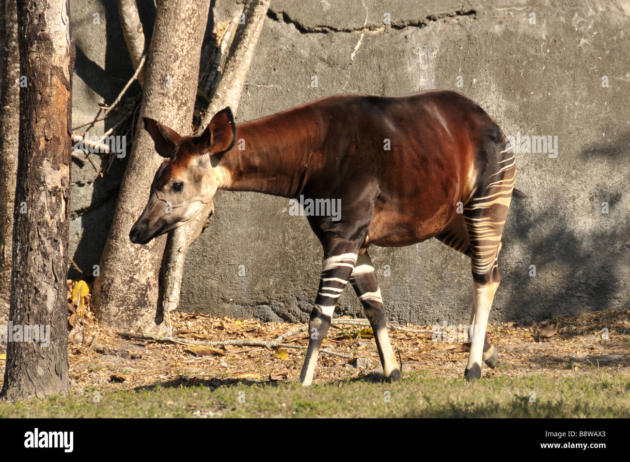 Okapi in zoo. Stock Photo