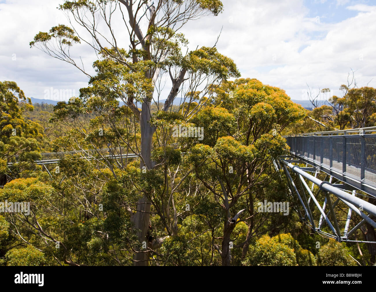 Tree top walk at the Valley
