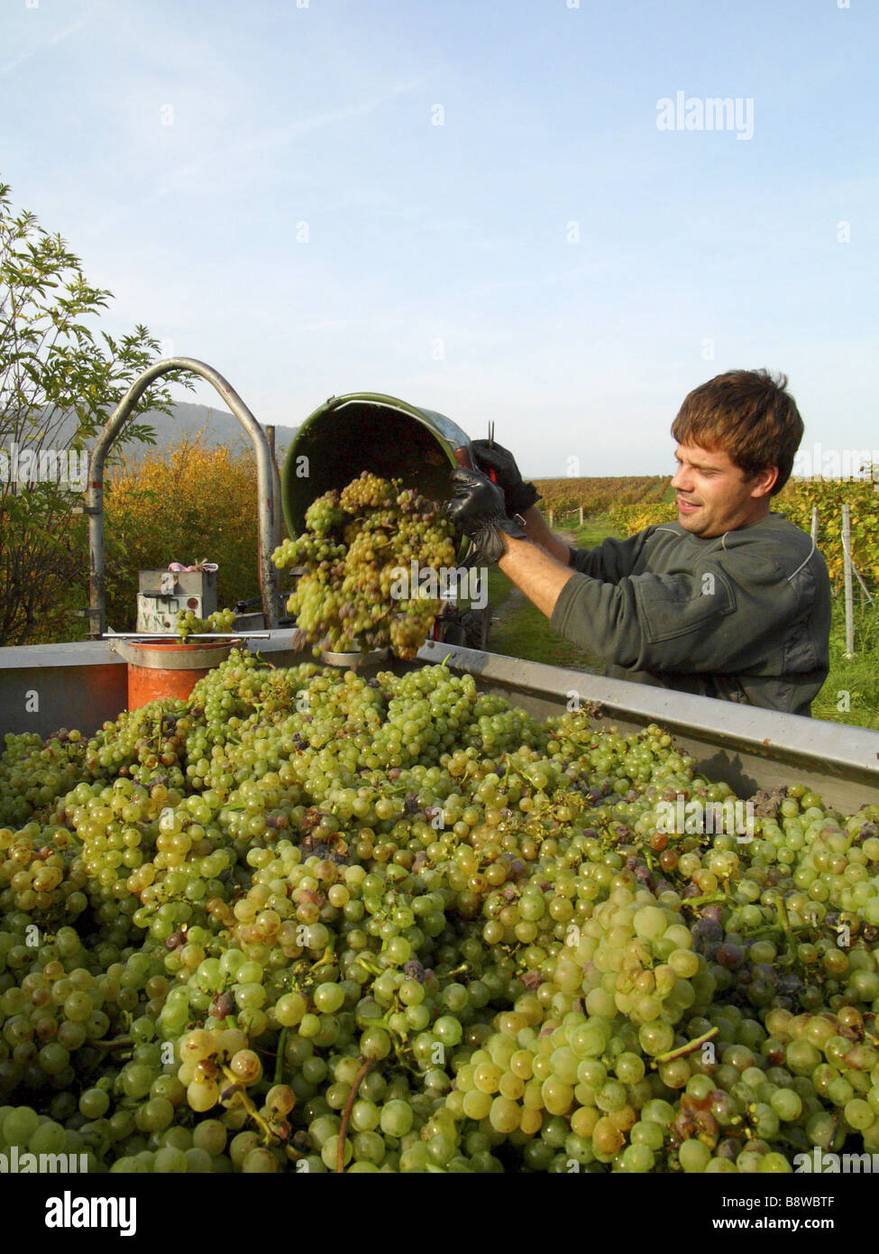 grapevine, vine (Vitis vinifera), vine dresser harvesting grapes, Germany, RhinelandPalatinate