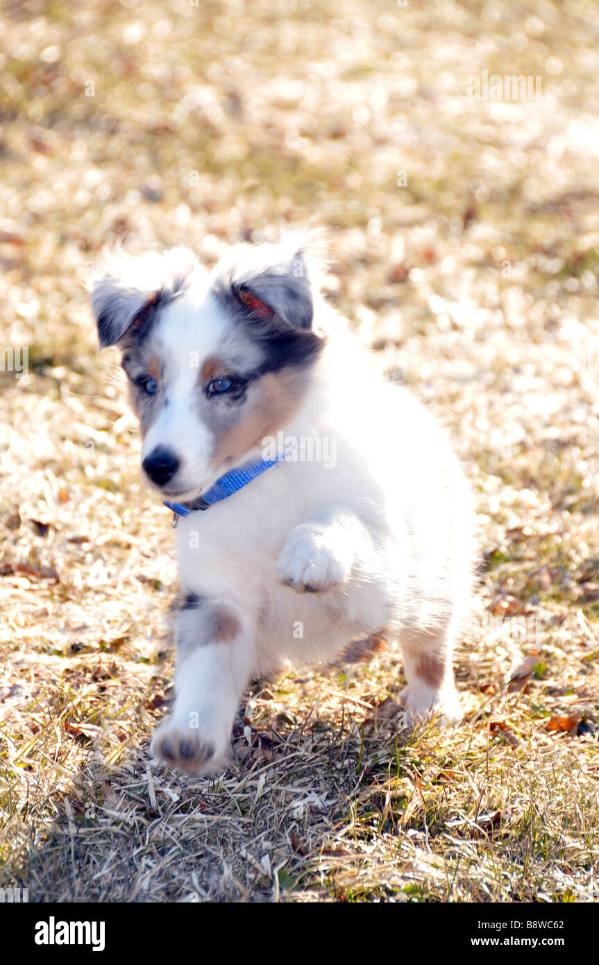Running sheltie hi-res stock photography and images - Alamy