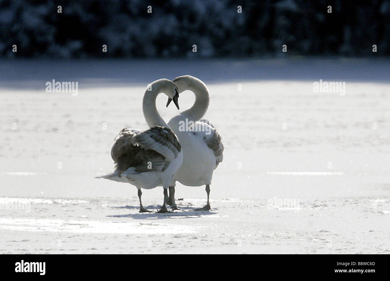 Swans on frozen lake in Surrey, February 2009 Stock Photo