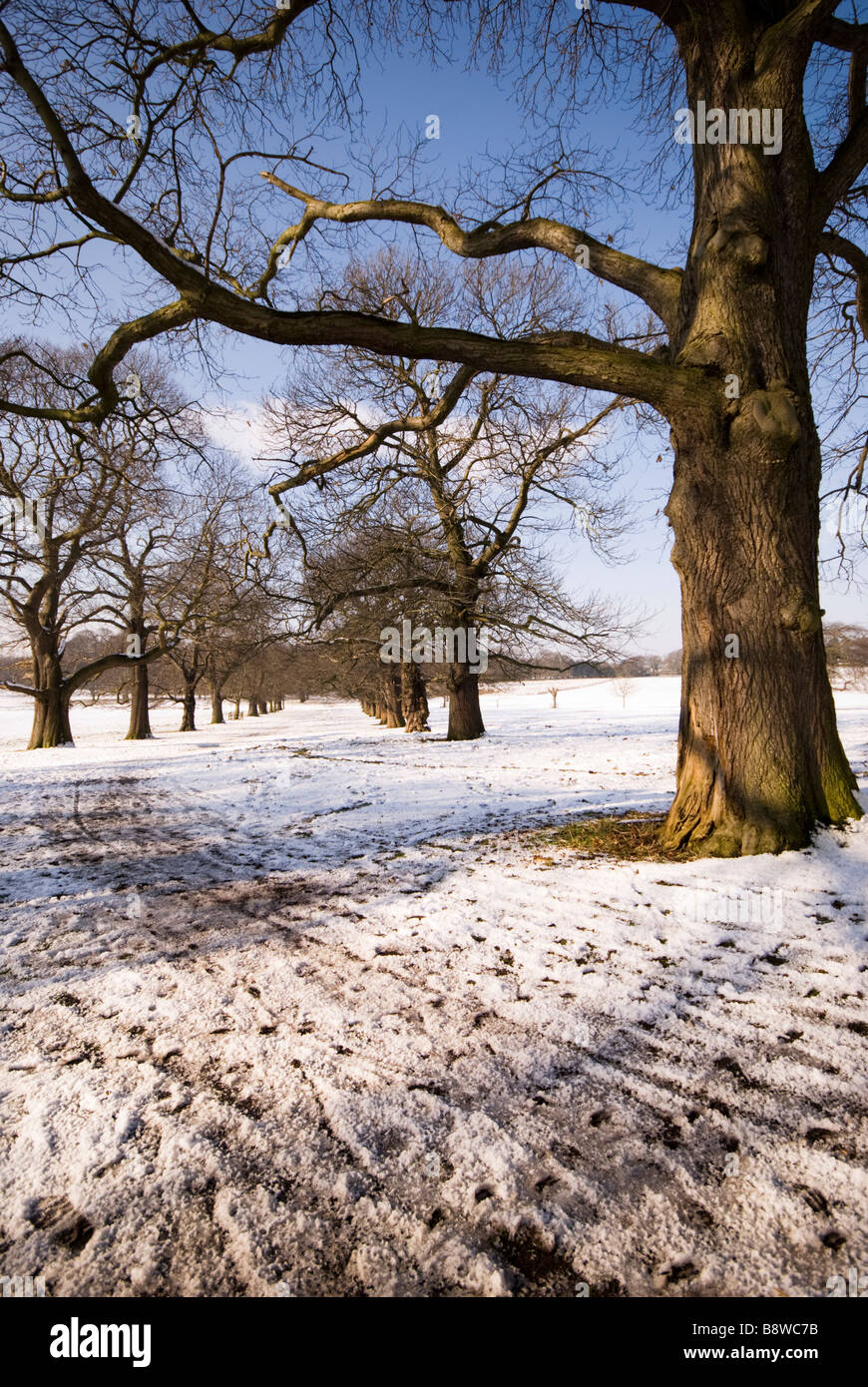 snow covered field lined by trees against a bright blue sky Stock Photo ...