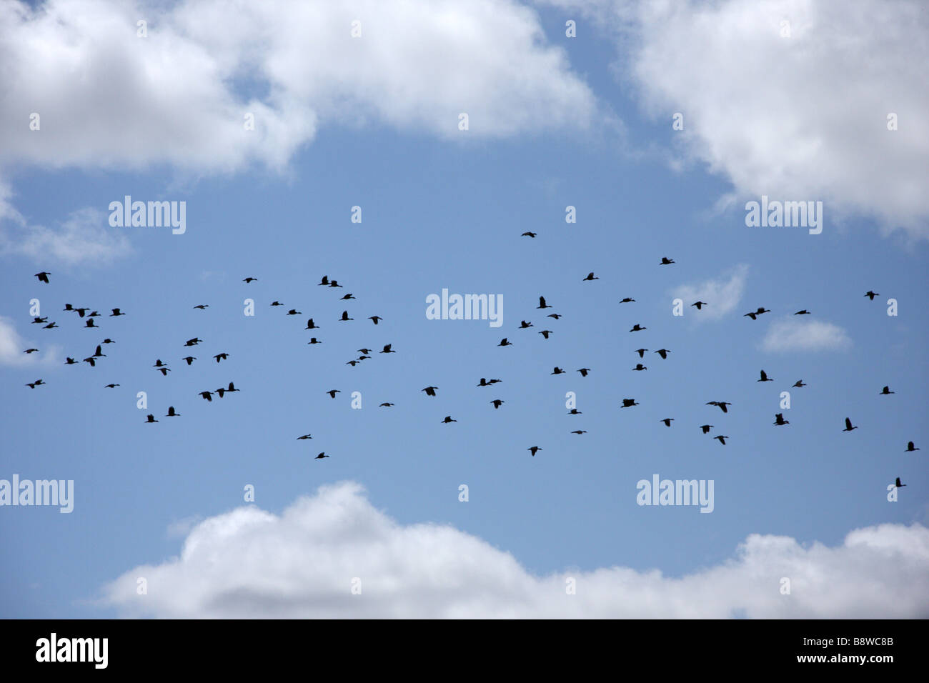 A flock of Wandering Whistling ducks (Dendrocygna arcuata) in flight Stock Photo