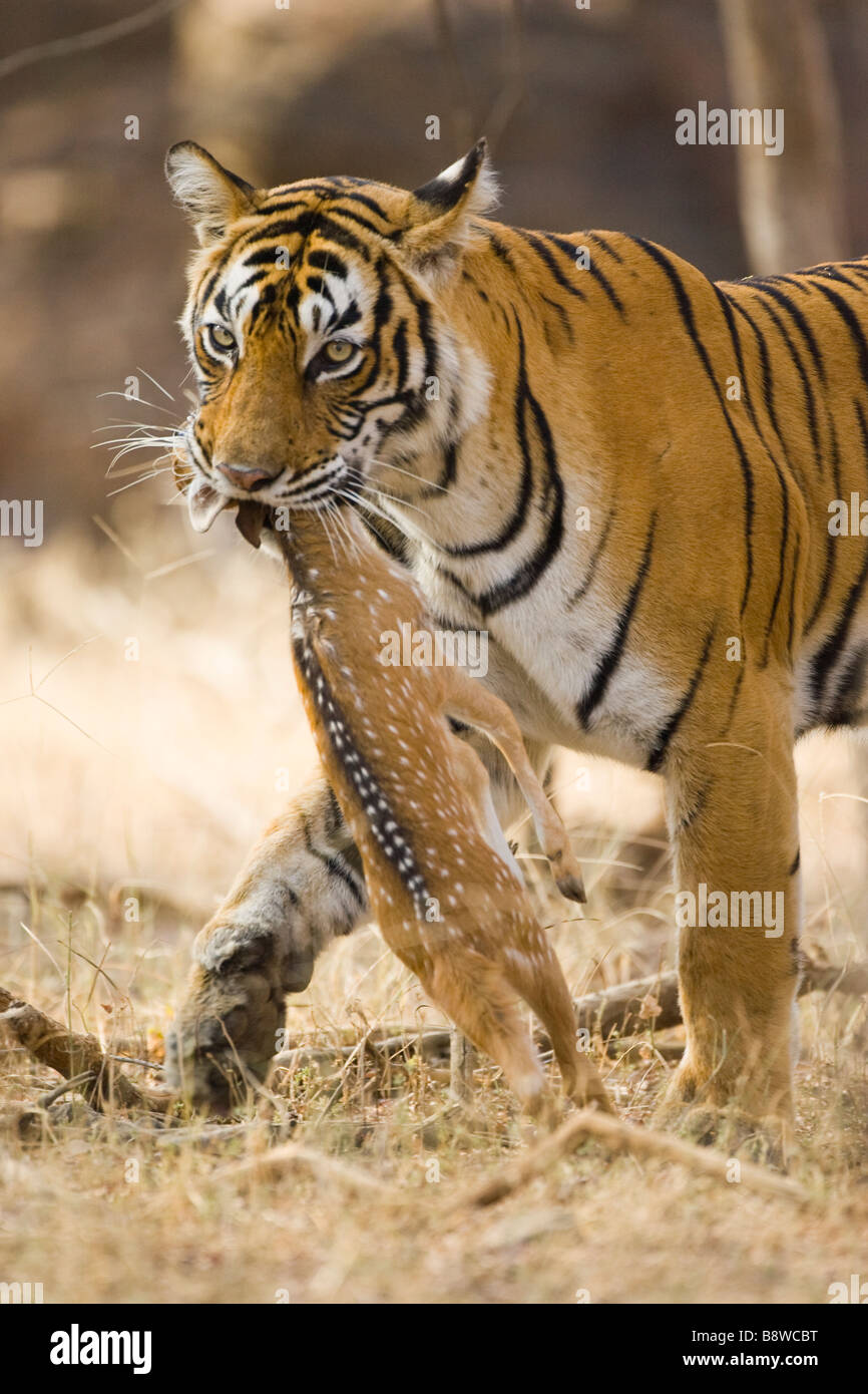 Tiger with a spotted deer calf Stock Photo - Alamy Tiger with a spotted deer calf Stock Photo - Alamy