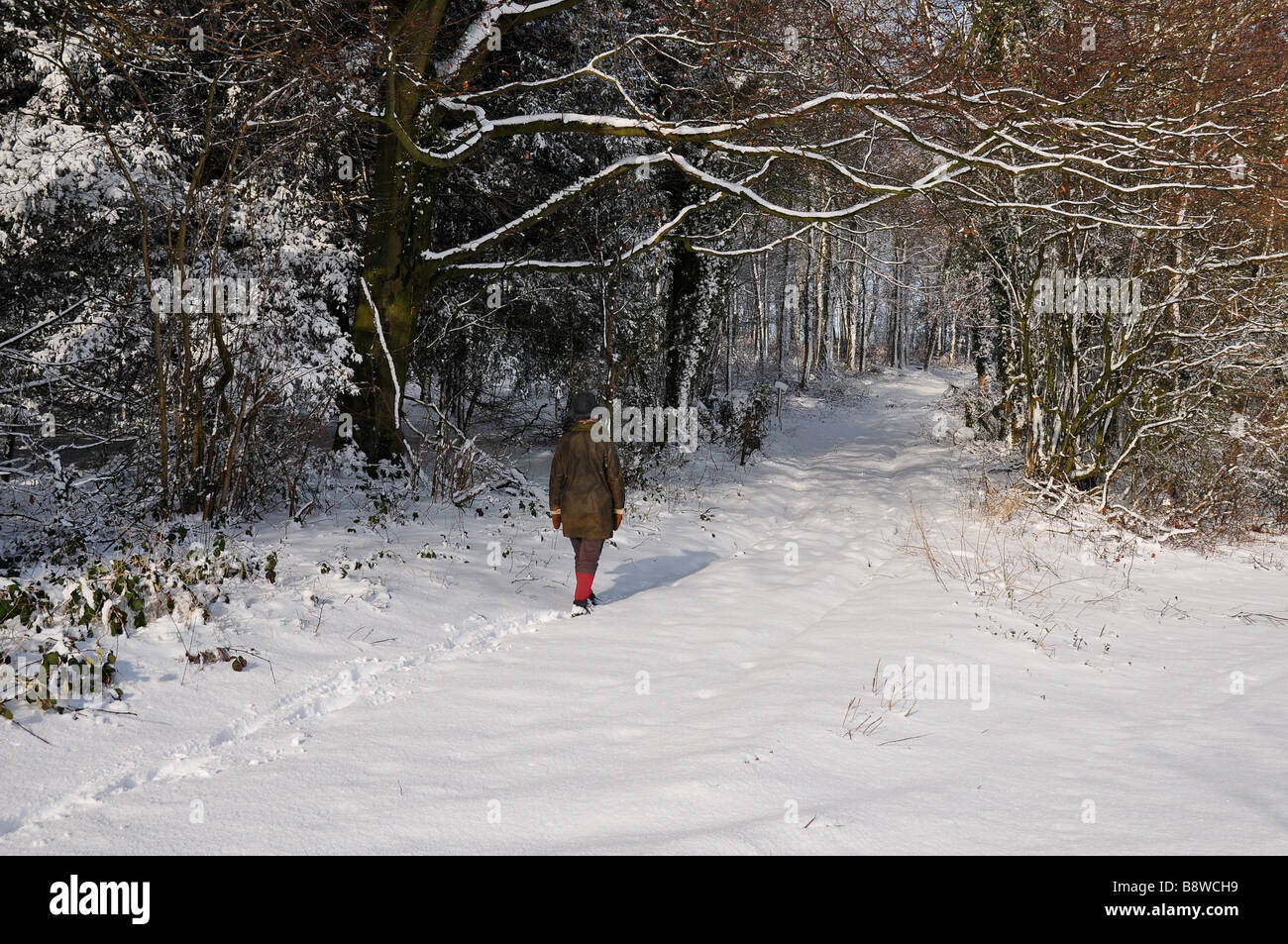 Figure walking along track through woods in deep snow Stock Photo - Alamy
