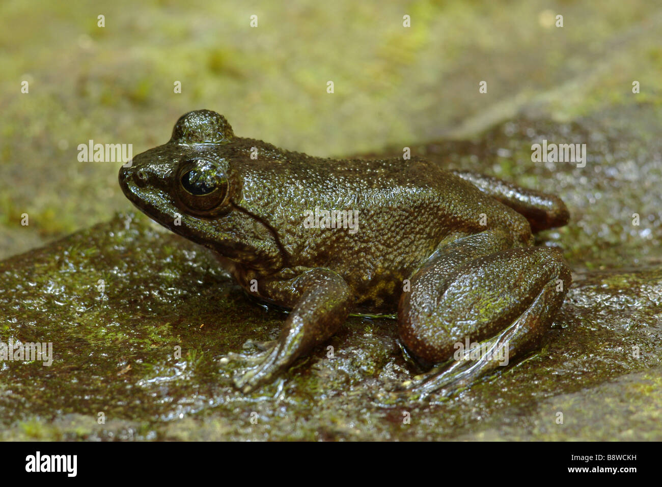 Gray Madagascar Frog (Mantidactylus guttulatus) on wet leaf in Masoala National Park, Madagascar. Stock Photo