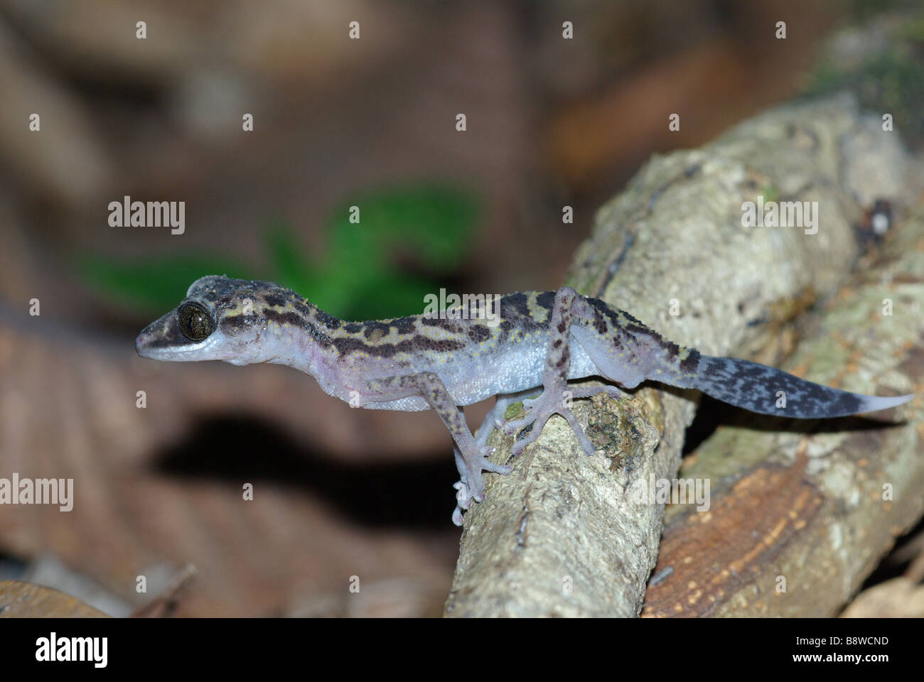 Graceful Madagascar Ground Gecko (Paroedura gracilis) on a tree root at night in Masoala National Park, Madagascar. Stock Photo