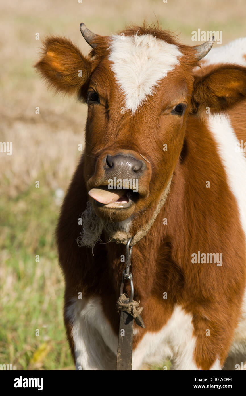 Bull with one s tongue hanging out Stock Photo