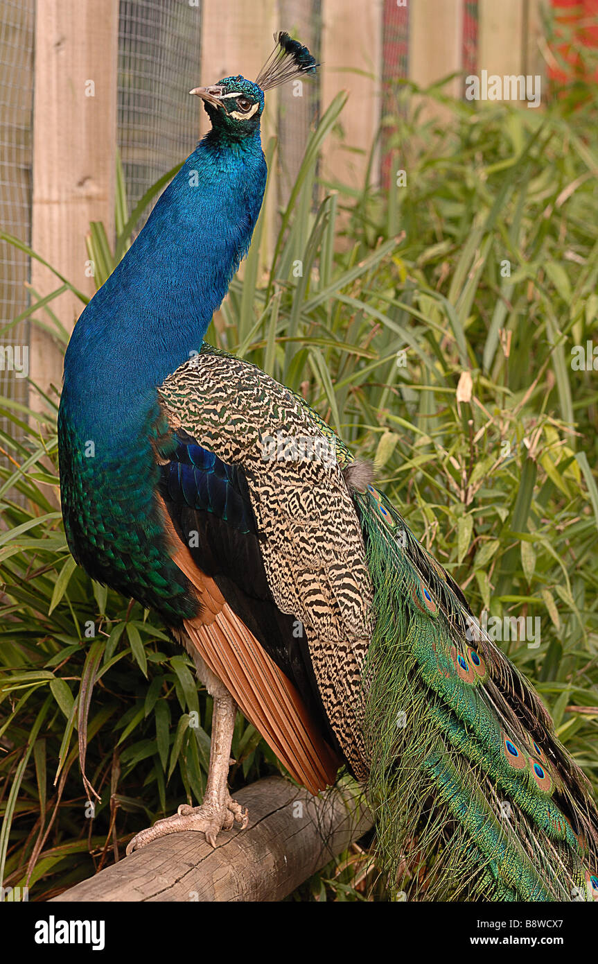 Common blue indian peacock hi-res stock photography and images - Alamy