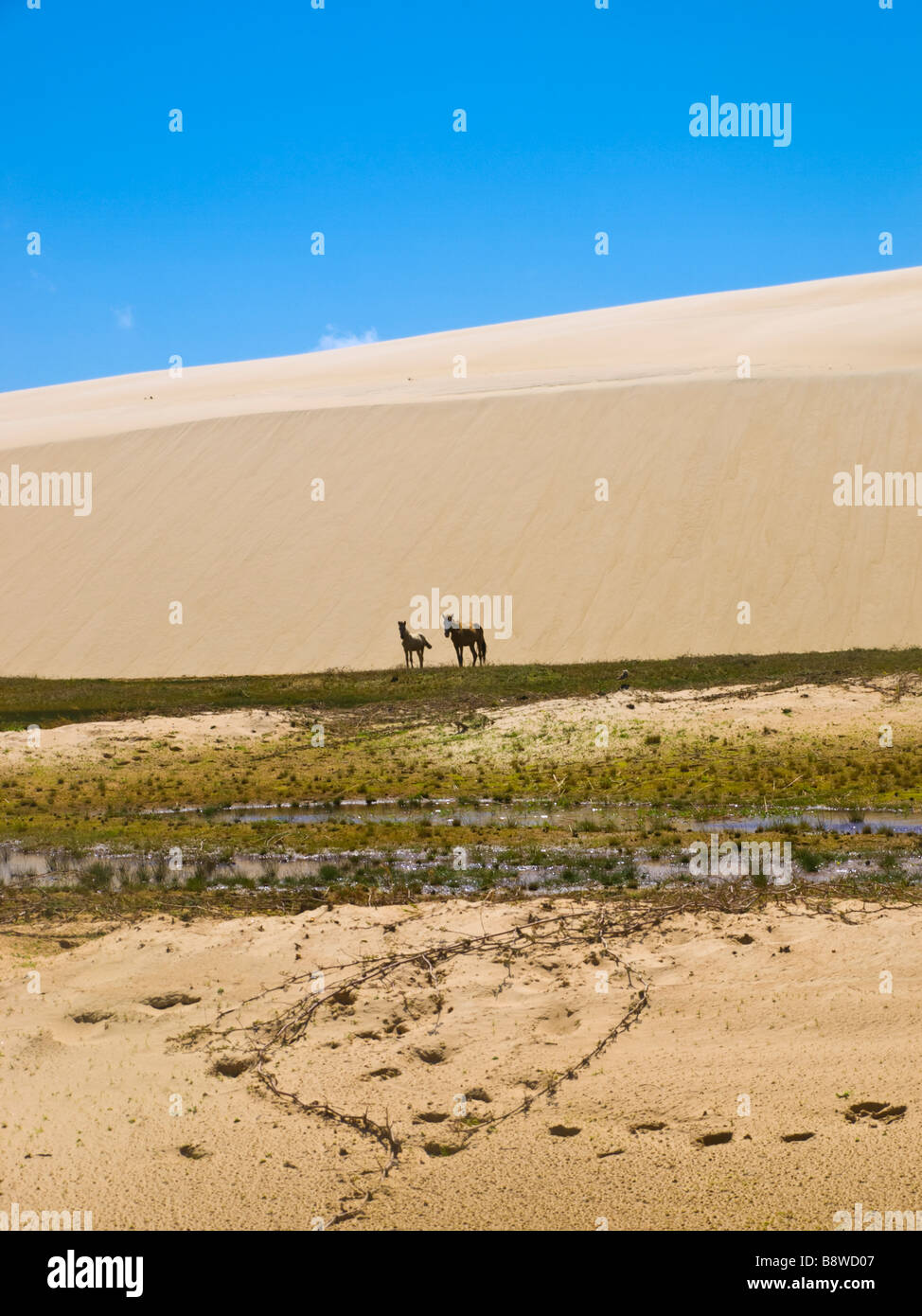 Stray horses in the dunes of a fluvial island in the Parnaiba river Delta das Americas, Piaui state, northeastern Brazil. Stock Photo