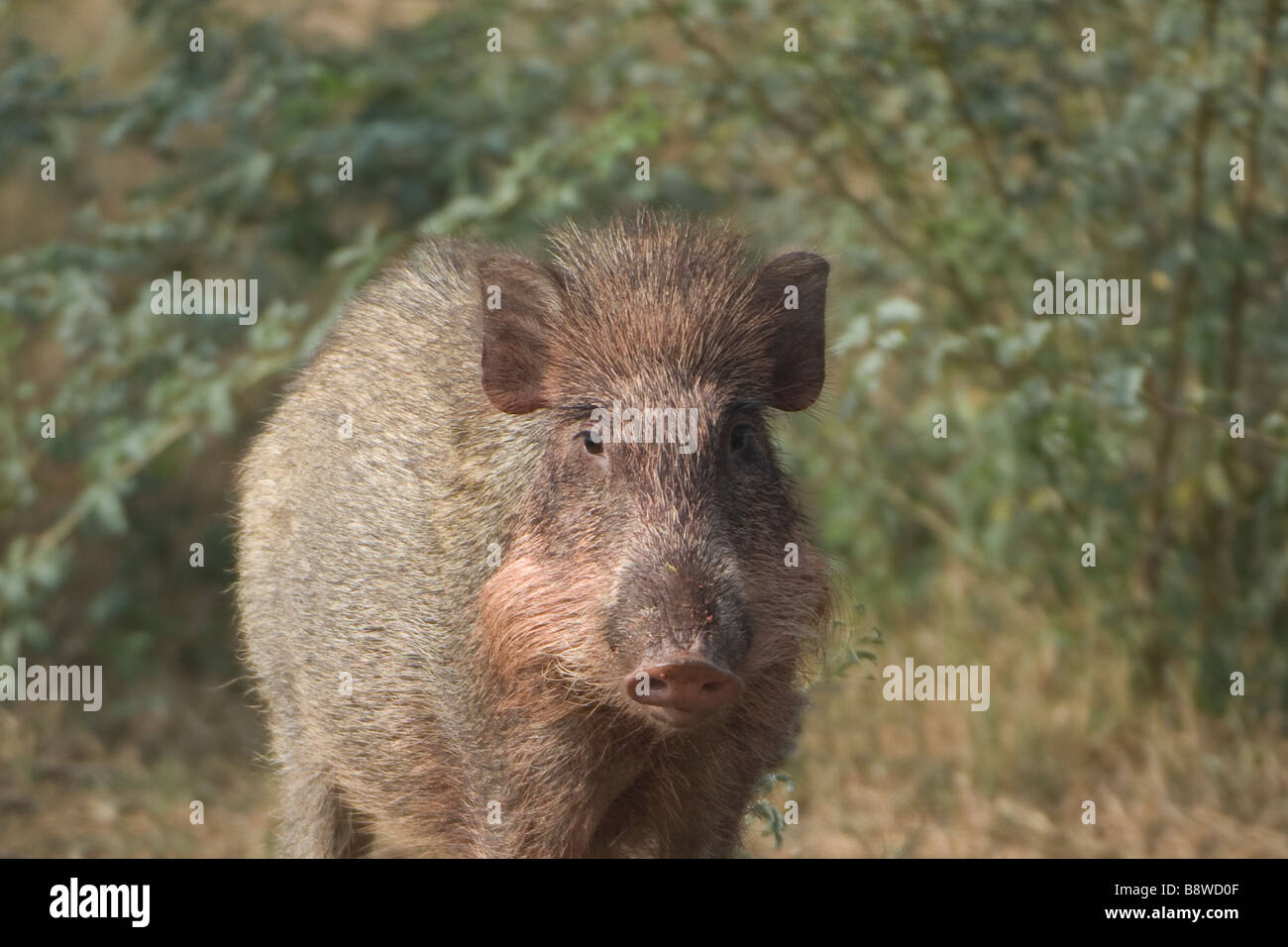 Indian Wild Boar Stock Photo