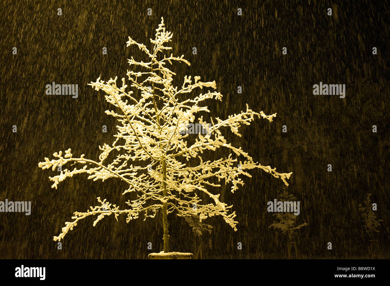 Snow on a tree. Image taken at night, snow is falling Stock Photo