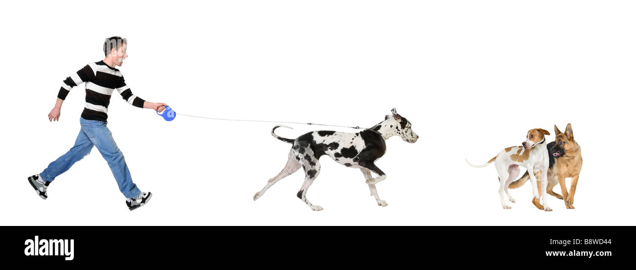 Man walking his dog Great Dane 4 years in front of a white background Stock Photo